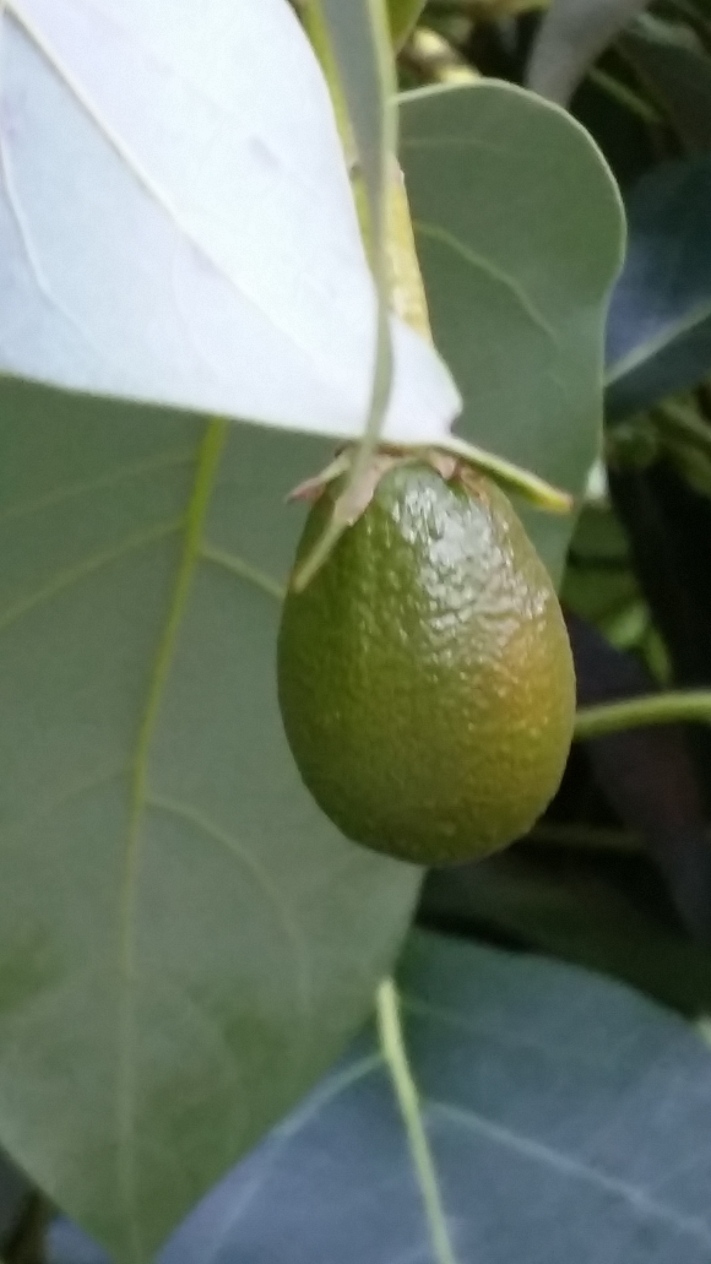 Avocado tree fruits for the first time | Cloyne